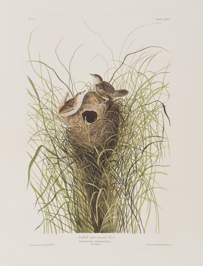 Ilustracja z „Birds of America” autorstwa John James Audubon