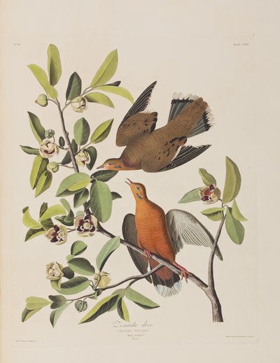 Ilustracja z „Birds of America” autorstwa John James Audubon