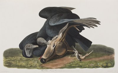 Ilustracja z „Birds of America” autorstwa John James Audubon