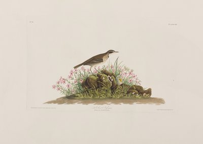 Ilustracja z „Birds of America” autorstwa John James Audubon