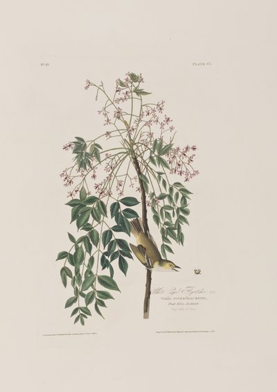 Ilustracja z „Birds of America” autorstwa John James Audubon