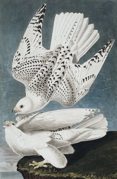 Jer or Iceland Falcon, Falco Islandicus, z „Ptaki Ameryki” Johna J. Audubona, wyd. 1827-38 autorstwa John James Audubon