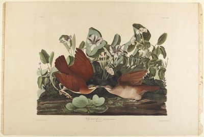  autorstwa John James Audubon