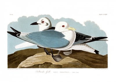 Mewa trójpalczasta autorstwa John James Audubon