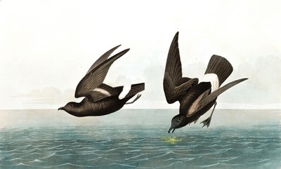 Najmniej Stormy Petrel, Thalassidroma Pelagica, z „Ptaki Ameryki” Johna J. Audubona, wyd. 1827-38 autorstwa John James Audubon