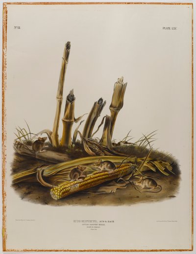 Mała mysz do żniw autorstwa John James Audubon