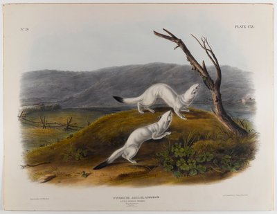 Mała zwinna łasica autorstwa John James Audubon