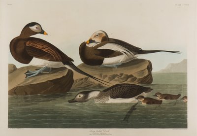 Kaczka długoogoniasta, 1836 (wc na papierze) autorstwa John James Audubon