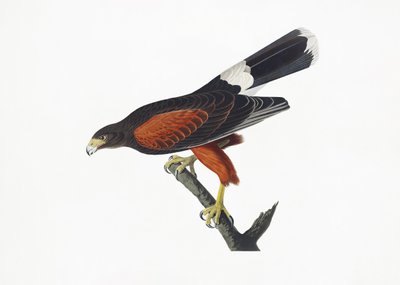 Jastrząb z Luizjany z książki „Ptaki Ameryki” (1827) autorstwa John James Audubon