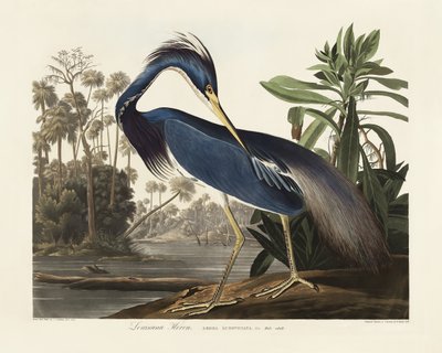 Czapla z Luizjany z książki „Ptaki Ameryki” (1827) autorstwa John James Audubon