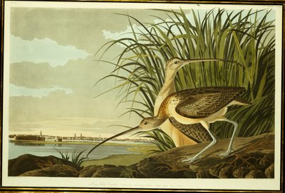Kulik długodzioby męski i żeński autorstwa John James Audubon