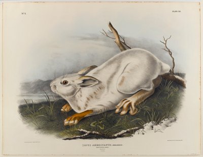 Zając północny (zimowa sierść) autorstwa John James Audubon