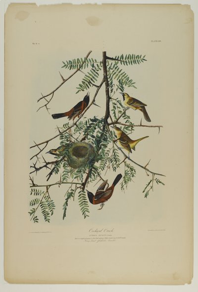 Orchard Oriole, wydrukowane przez Juliena Biena i wydane przez Roe Lockwood & Son, 1861 (chromolitografia) autorstwa John James Audubon