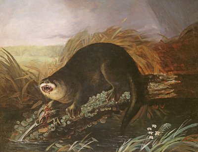 Wydra złapana w pułapkę autorstwa John James Audubon