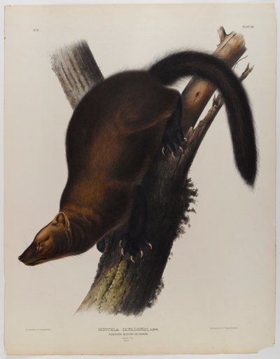 Proporczyki martin lub fisher autorstwa John James Audubon