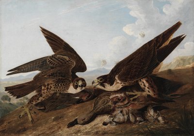 Sokoły wędrowne autorstwa John James Audubon