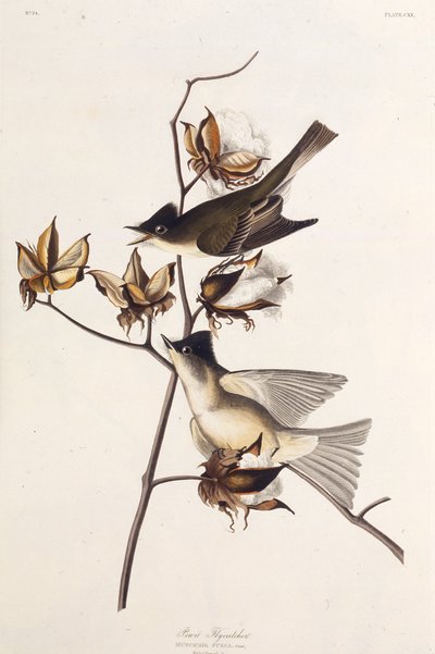 Muchołówka Pewit. Z Ptaków Ameryki, 1827-1838. autorstwa John James Audubon