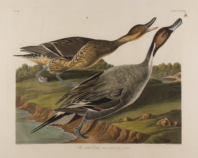 Kaczka ogoniasta, 1834 (wc na papierze) autorstwa John James Audubon