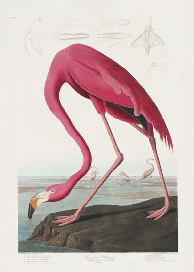 Różowy flaming z albumu „Birds of America” (1827) autorstwa John James Audubon