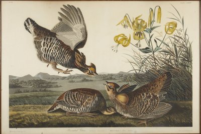 Preriokur ostrosterny autorstwa John James Audubon