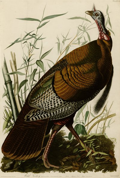 Płyta 1 Birds of America przedstawiająca dzikiego indyka. autorstwa John James Audubon