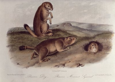 Piesek preriowy z „Cworonogów Ameryki Północnej”, 1842-5, (litografia) autorstwa John James Audubon