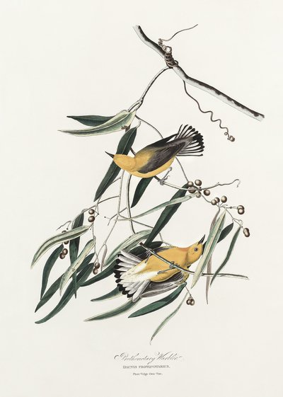 Śpiewak żółtogłowy z książki „Ptaki Ameryki” (1827) autorstwa John James Audubon