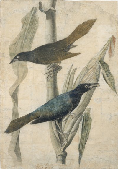 Fioletowy Grackle, początek XIX wieku. autorstwa John James Audubon