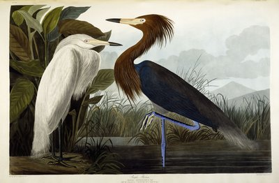 Czapla purpurowa, ok.1835 autorstwa John James Audubon