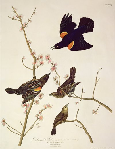 Czerwonoskrzydły szpak, z „Birds of America”, rycina Roberta Havella (1793-1878) opublikowana w 1820 r. autorstwa John James Audubon