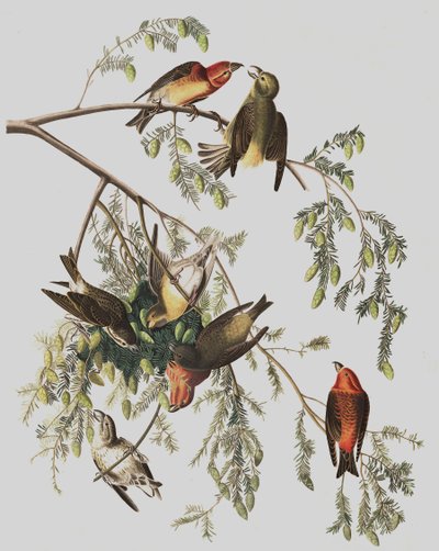 Krzyżodziób czerwony, Loxia Curvirostra, z „Ptaki Ameryki” Johna J. Audubona, wyd. 1827-38 autorstwa John James Audubon
