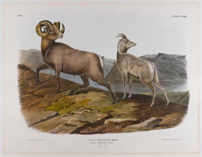Owce z Gór Skalistych, 1845 autorstwa John James Audubon