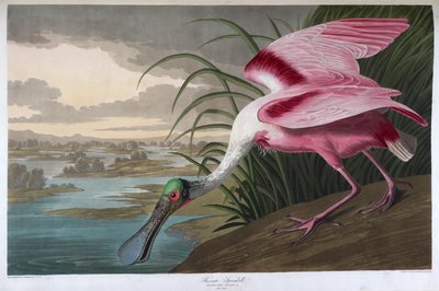 Warzęcha różana. Dorosły samiec autorstwa John James Audubon