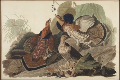 Cietrzew preriowy autorstwa John James Audubon