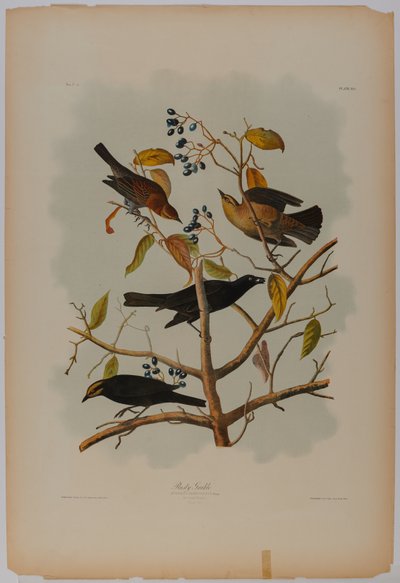 Rusty Grackle autorstwa John James Audubon