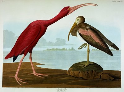 Ibis szkarłatny autorstwa John James Audubon