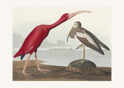 Ibis szkarłatny z książki „Ptaki Ameryki” (1827) autorstwa John James Audubon
