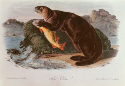 Wydra morska z czworonogów z Ameryki Północnej (1842-5) autorstwa John James Audubon