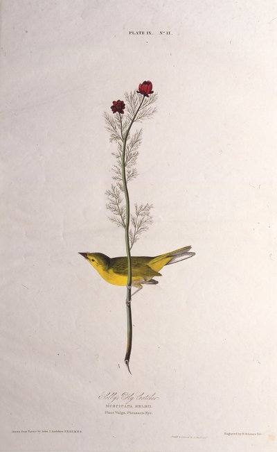 Łapacz much Selbysa. Z Ptaków Ameryki, 1827-1838. autorstwa John James Audubon