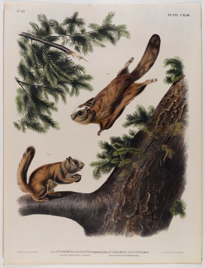 Latająca wiewiórka z rzeki Severn (po lewej) i latająca wiewiórka z Gór Skalistych (po prawej) autorstwa John James Audubon