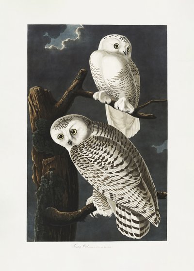 Sowa śnieżna z albumu „Birds of America” (1827) autorstwa John James Audubon