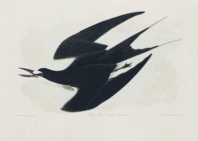 Rybitwa czarna z książki „Birds of America” (1827) autorstwa John James Audubon