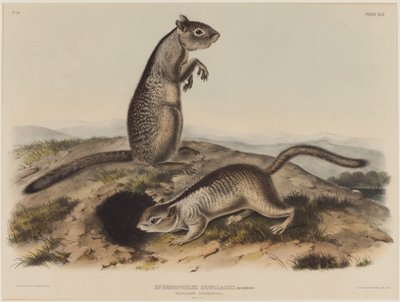 Spermophilus Douglassii (dwie wiewiórki Douglas) autorstwa John James Audubon