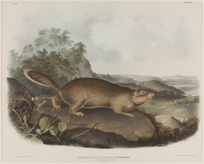 Spermophilus Parry (Parry kiaunė voverė)poli autorstwa John James Audubon