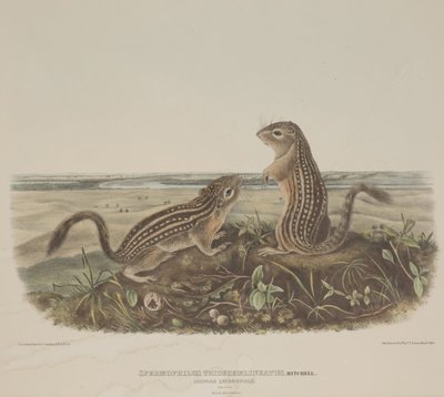 Spermophilus Tridecemlineatus (dwie lampartowe wiewiórki) autorstwa John James Audubon