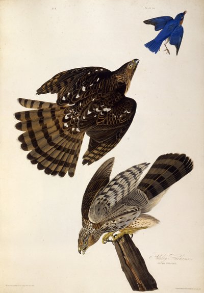 Stanley Hawks. Z Ptaków Ameryki, 1827-1838. autorstwa John James Audubon