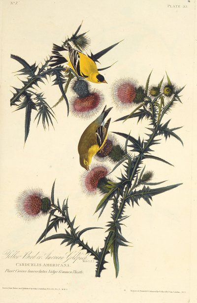 Szczygieł amerykański. Z Ptaków Ameryki, 1827-1838. autorstwa John James Audubon