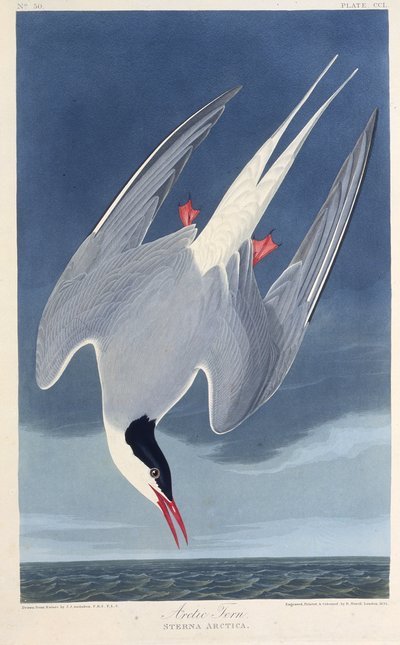 Rybitwa popielata. Z Ptaków Ameryki, 1827-1838. autorstwa John James Audubon