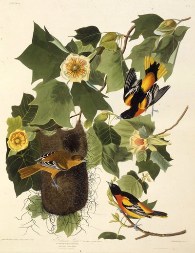 Wilga Baltimore. Z Ptaków Ameryki, 1827-1838. autorstwa John James Audubon