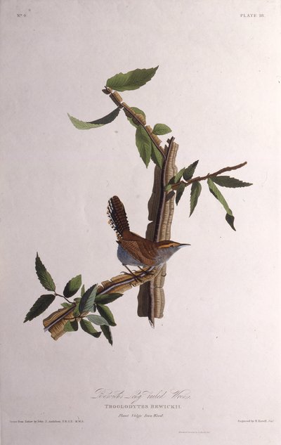 Strzyżyk Bewicków. Z Ptaków Ameryki, 1827-1838. autorstwa John James Audubon
